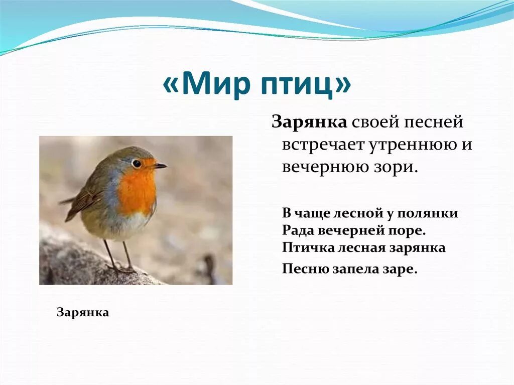 Решите судьбу зарянки