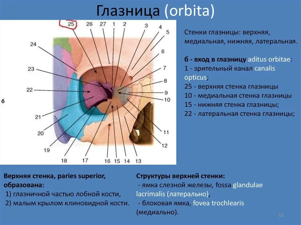 Латеральная стенка глазницы анатомия. Медиальная стенка орбиты анатомия строение. Костные стенки глазницы анатомия. Медиальная стенка глазницы анатомия. Глазная впадина 6 букв