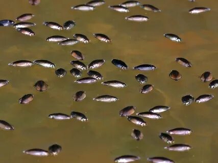 Мелко водный