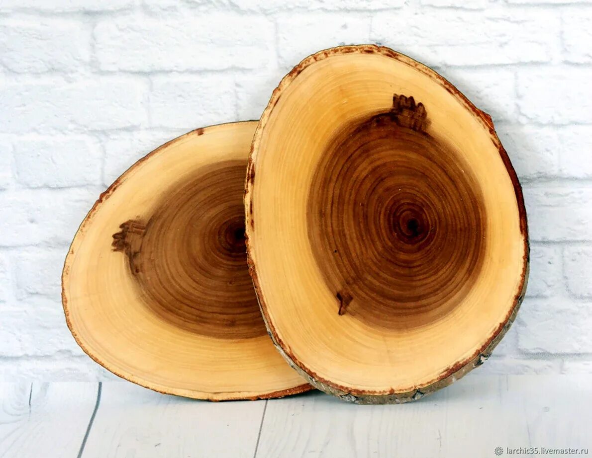 поперечный срез ствола дерева. круглый спил дерева. анализ внутренней среды фирмы. ядро и заболонь. сибирский кедр древесина.