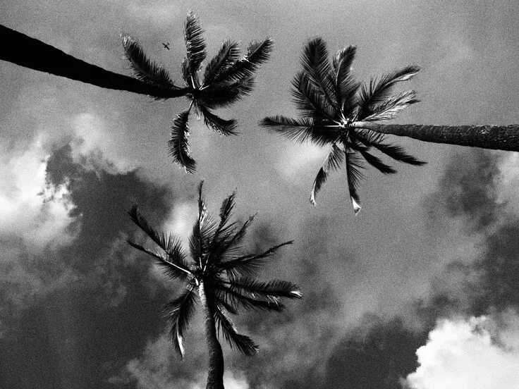 Trees travel