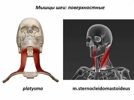 Подкожная мышца функции