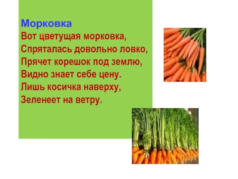 Песня морковочка. Текст на тему вот так морковка. Рассказ про морковь. Описание моркови для 3 класса. Вот это морковь.