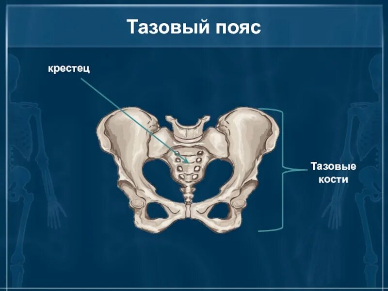 Кости таза строение соединение. Строение крестца и таза. Скелет таза человека. Тазовые кости. Тазовый пояс кости таза.