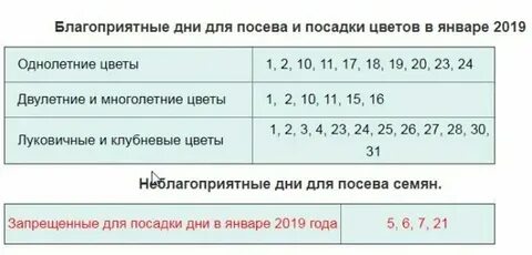 Пересадка цветов в октябре 2024 года