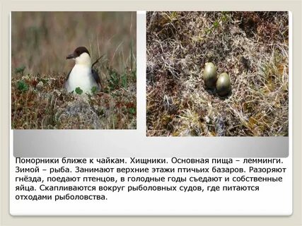 Где птицы ледяной зоны делают гнезда