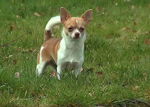 Японский чихуахуа длинношерстный. Стрижка чихуахуа длинношерстного. Чихуахуа линяет. Чихуахуа линяет. Фурминатор для чихуахуа гладкошерстные.