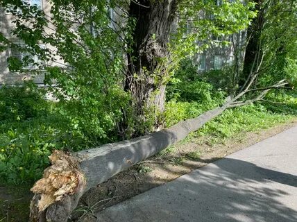Поваленные деревья как пишется