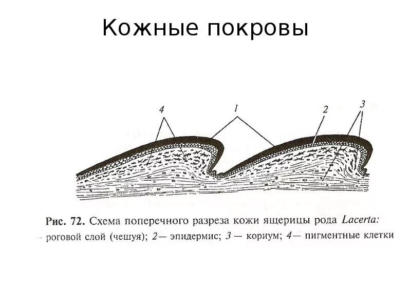 Пресмыкающиеся кожа строение. Строение кожных покровов пресмыкающихся. Строение кожных покровов рептилий. Кожный Покров класс пресмыкающихся.