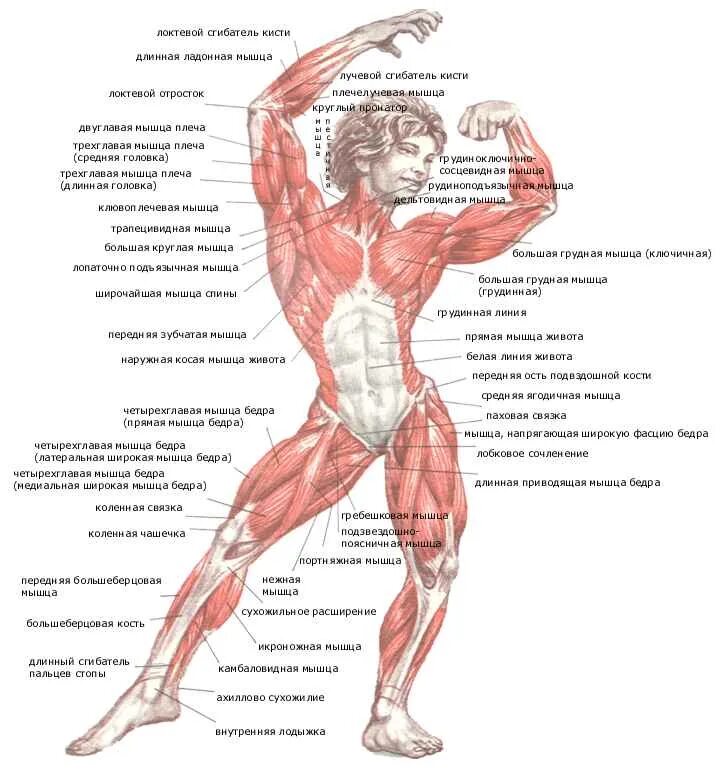 Связки тела. Мышцы человека схема с названиями. Строение человека мышцы и связки. Строение тела человека мышцы и сухожилия. Анатомическая карта человека мышцы.