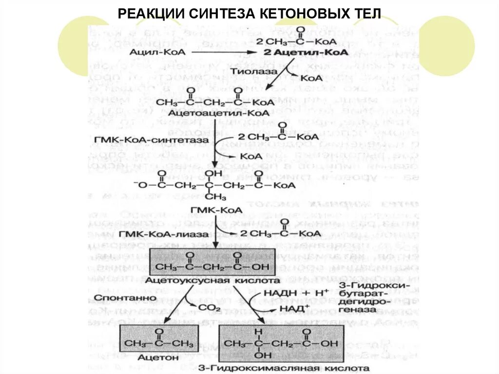 Последовательность реакций биосинтеза. Синтез и распад кетоновых тел. Реакции синтеза кетоновых тел. Синтез кетоновых тел схема. Схема синтеза кетоновых тел в биохимии.