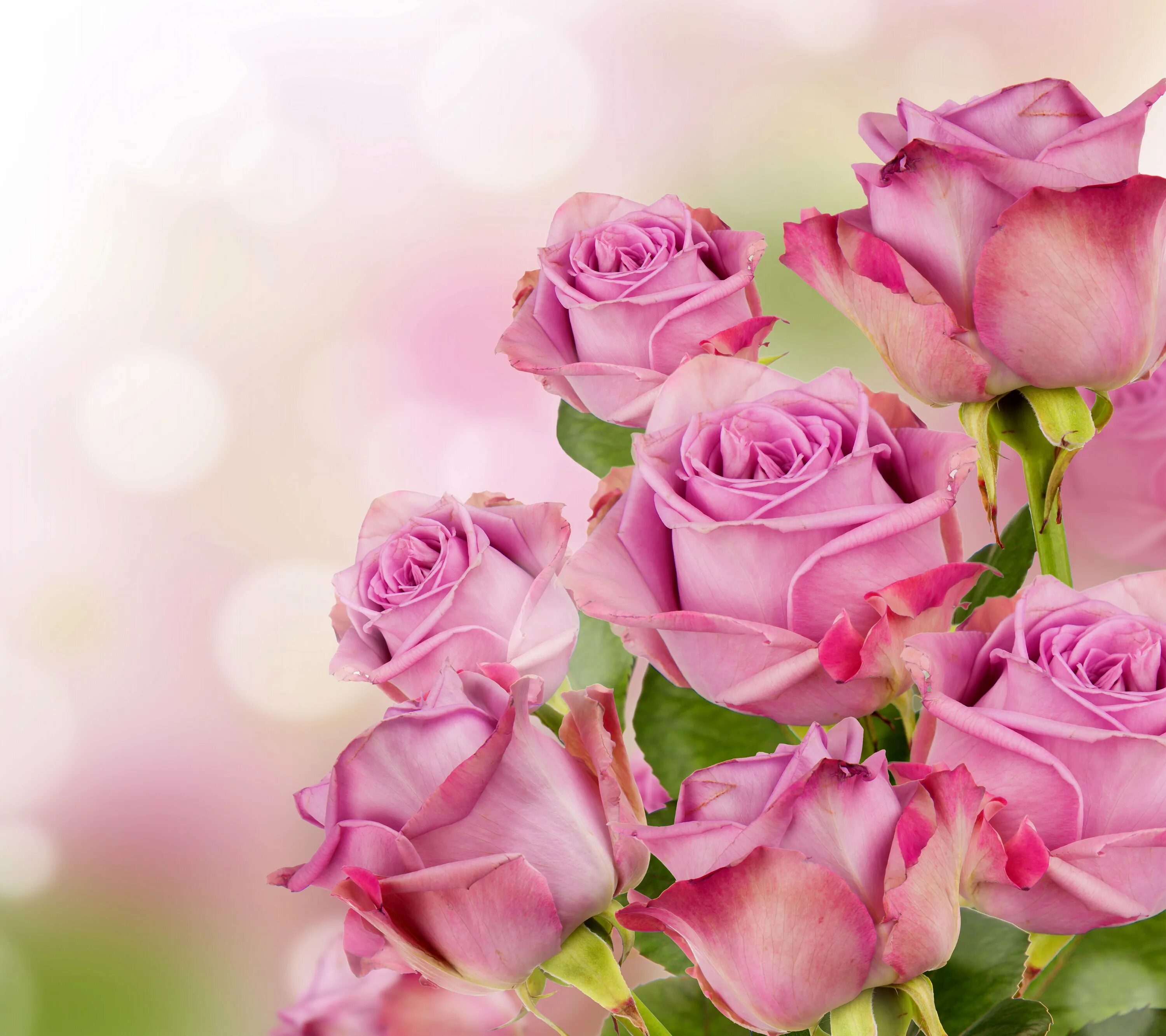 Открытки с пожеланиями женщине красивые. Розовые розы. Открытка цветы. Розы фон. Букет цветов на красивом фоне.