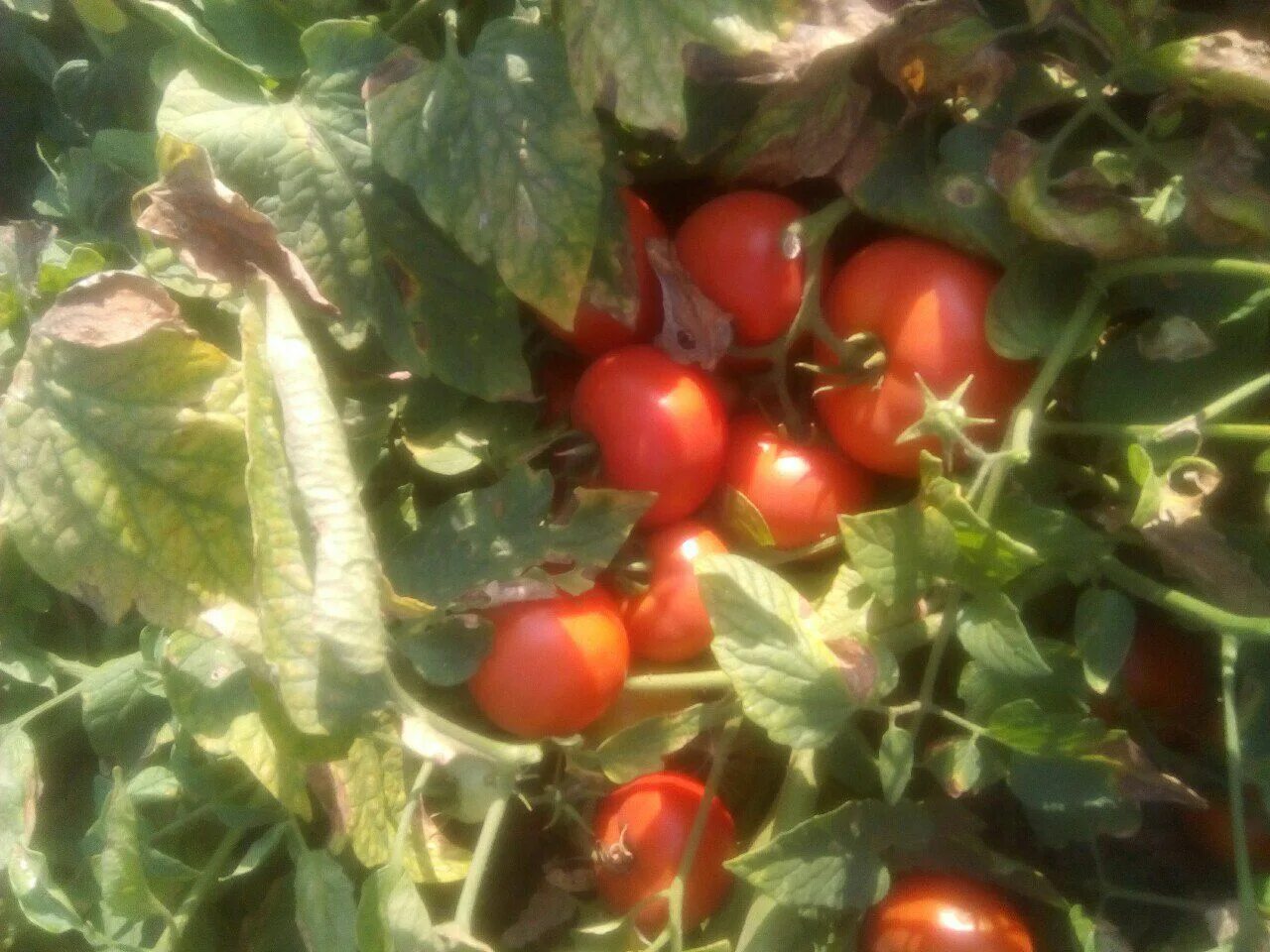 Сорта томатов поволжье. Сорта томатов поволжье. Черри бригантина томат. Сорта томатов поволжье. Томат машенька f1.