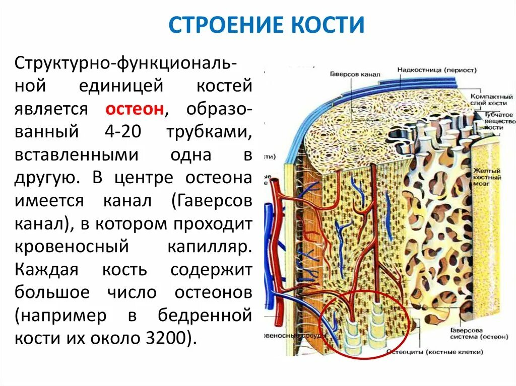 Строение кости взрослого человека. Строение трубчатой кости биология 8. Внутреннее строение костей 8 класс. Внутреннее строение кости состав. Строение кости анатомия 1 курс.