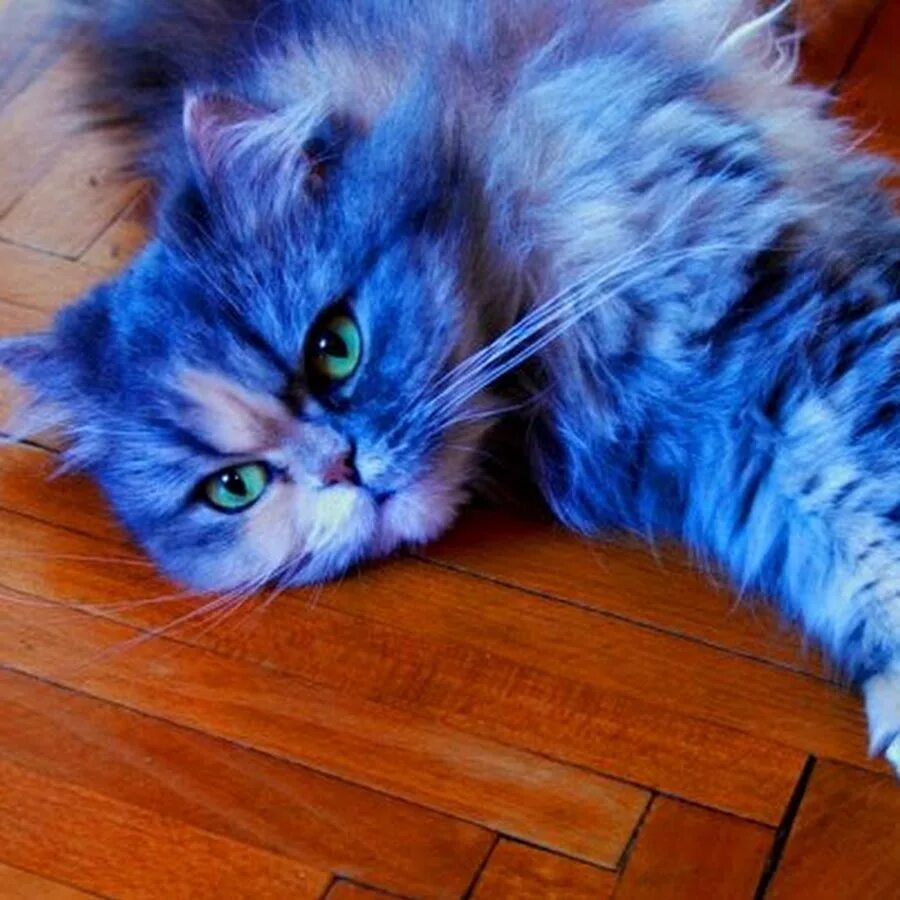Котэ и синий. Синяя кошка. Синий котенок. Кошка синего цвета. Синий кот живой.