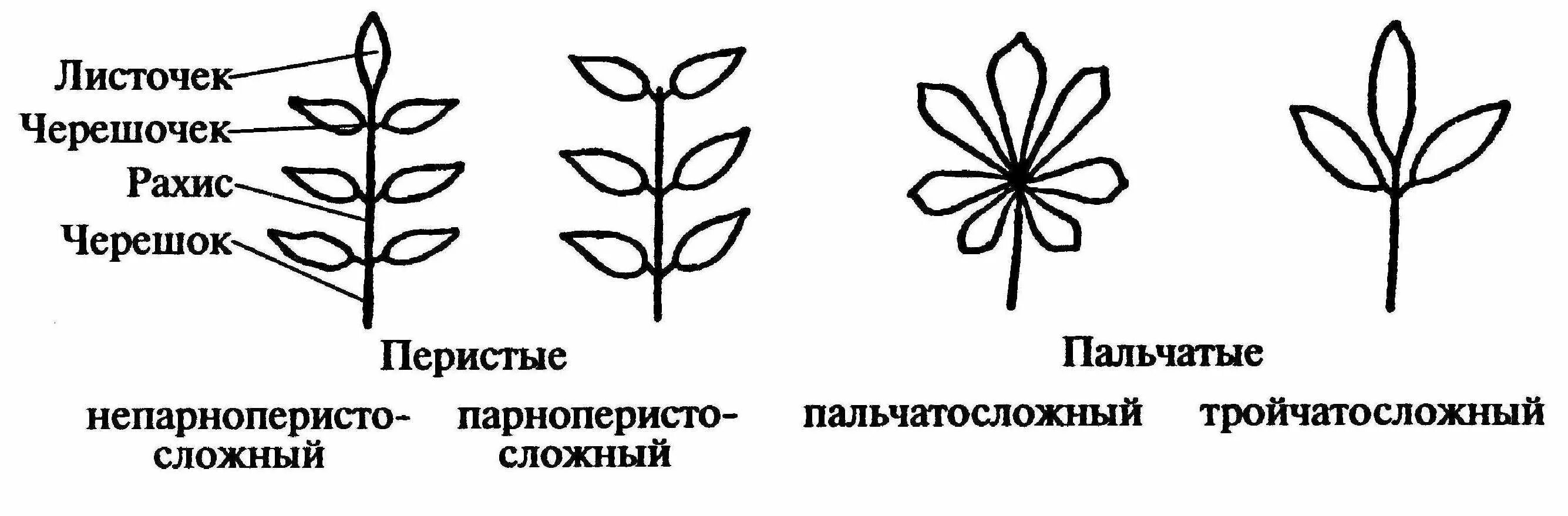 Классификация листьев по строению. Пальчато раздельный лист. Классификация сложных листьев. Простые листья классификация.