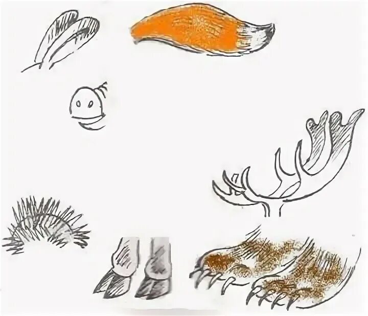 Хвосты животных на прозрачном фоне. Хвост раскраска. Хвосты животных для детей. Животные задания для дошкольников. Части тела животных для детей.