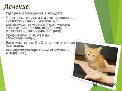 Симптомы ковида у кошек