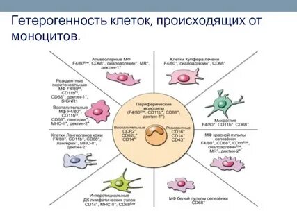 Макрофаги иммунитет