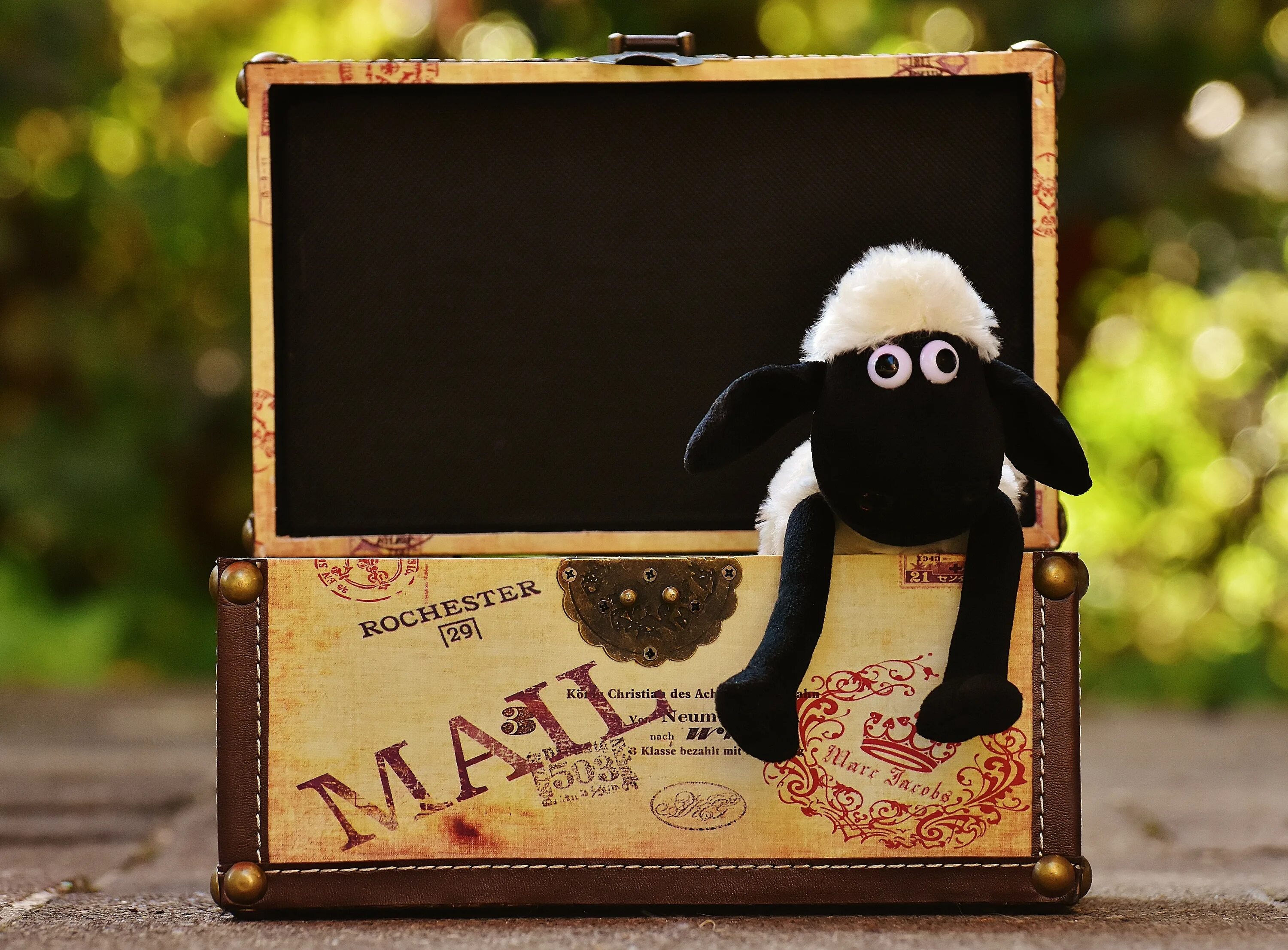 Box sheep place. Барашек шон бокс. funny box игрушки. бюст овечки. картинка овечка в сундуке.