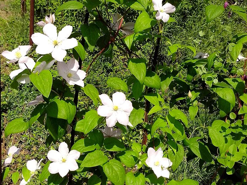 Still Waters ™ - Clematis x Clematis, Clematis varieties, Garden vines