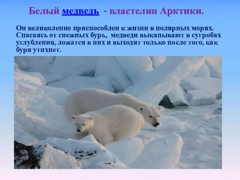 Сообщение про животных арктических пустынь