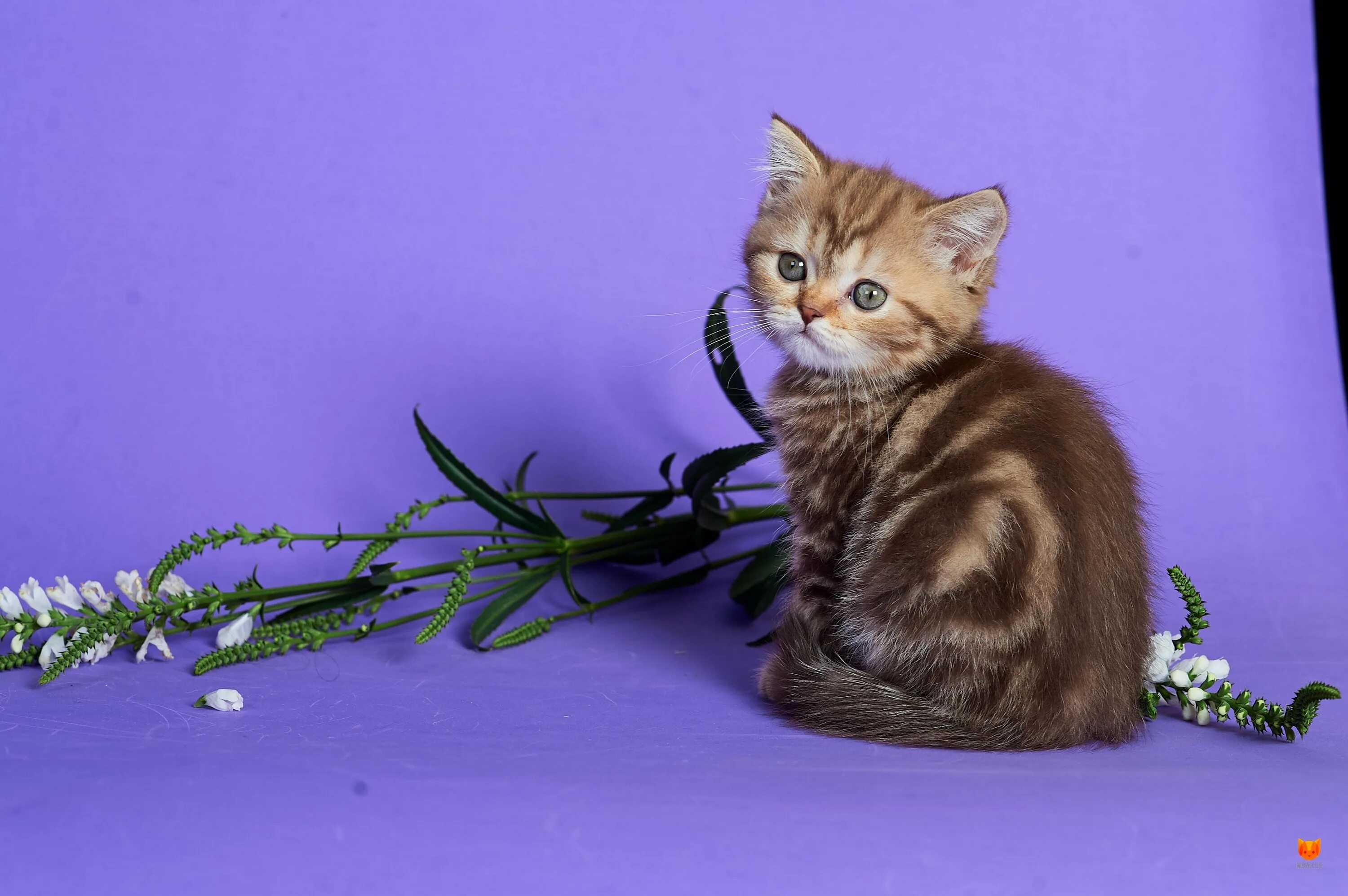 Шотландская кошка страйт. Шотландская прямоухая котенок. Шотландские котята скоттиш страйт. Шотландские котята прямоухие скоттиш страйт