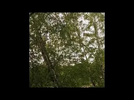 Звук шум ветра шум дождя