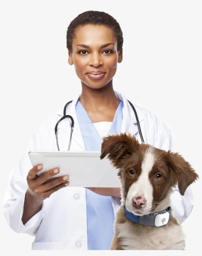 Sonya vet. Ветеринар. Ветеринар. Sonya deville обои. Профессия врач ветеринар.