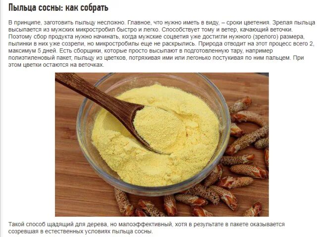 Как сделать пыльцу. Сосновая пыльца. Пыльца сосны полезные. Пыльца сосны с медом. Рецепты пыльцы сосны.