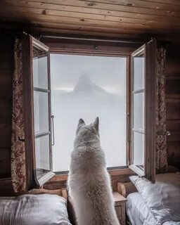 Мохнатое окно