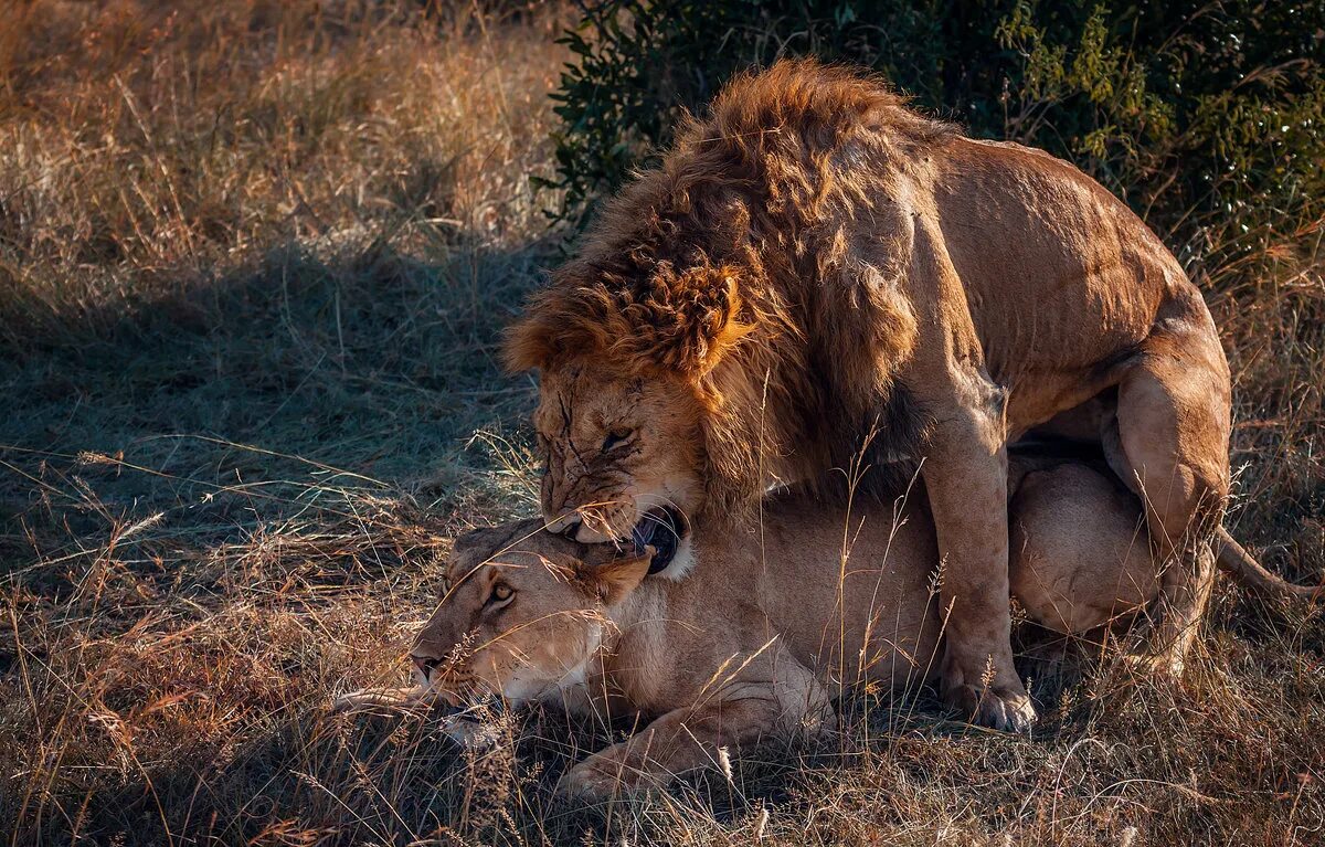 инстинкты изображение. оливье уалле француз. инстинкты животных презентация. природный инстинкт. природный инстинкт.