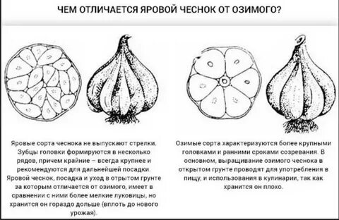 Как отличить озимый чеснок от ярового
