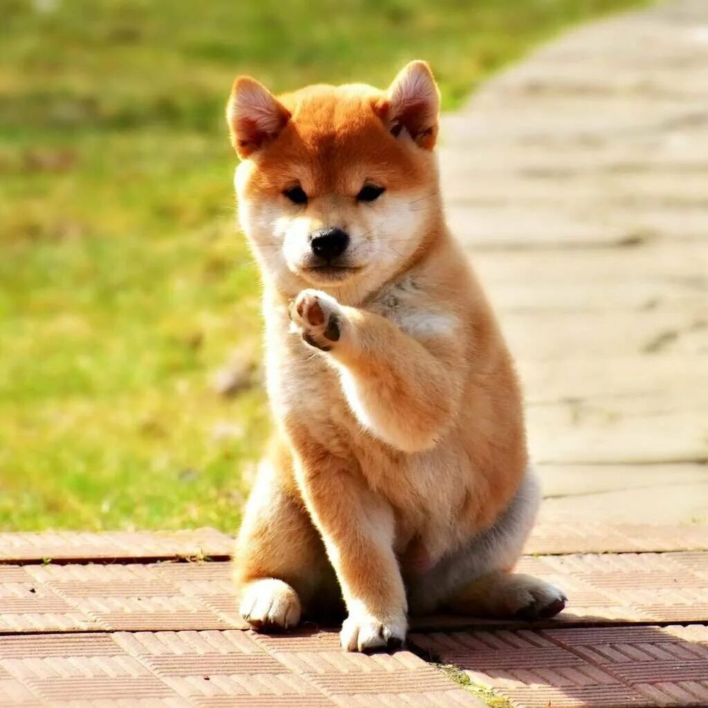 Собака сиба характеристики. Сиба ину. CB,E byf. Сиба-ину породы собак. Японская порода собак сиба-ину.
