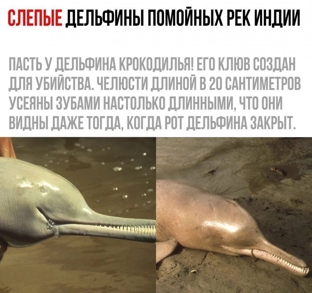Есть ли дельфин людей. Дельфины хищники. Дельфины хищники или нет. Дельфины опасны для человека или нет. Дельфины опасны для человека.