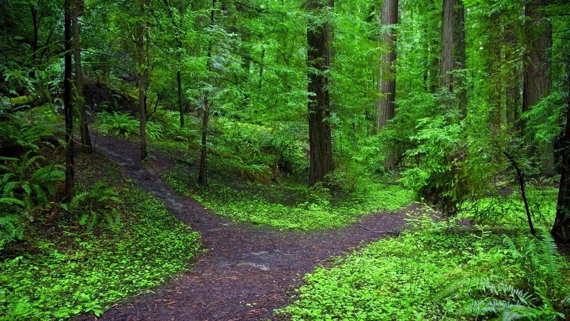 Forking paths