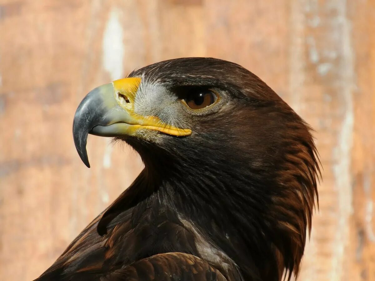 Орел Беркут. Aquila chrysaetos. Королевский Беркут. Орёл Беркут фото. Почему орел назван орлом