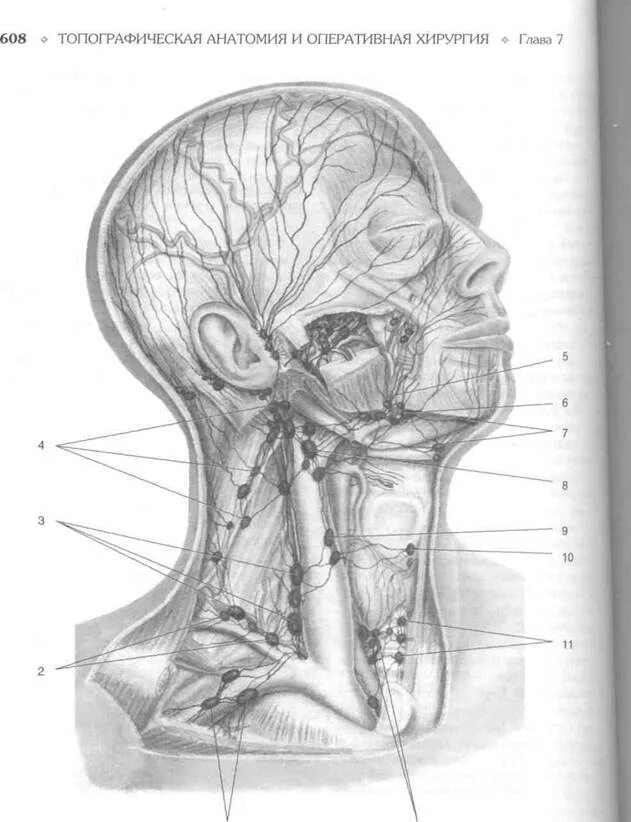 Лимфатическая система шеи топографическая анатомия. Лимфоузлы шеи анатомия. Глубокие яремные лимфатические узлы. Лимфоузел на шее анатомия.