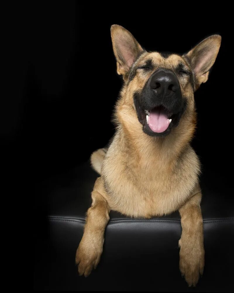 Белая швейцарская овчарка эстетика. Дзен про собак. Дзен про собак. Собака дзен хун. Улыбка овчарки.