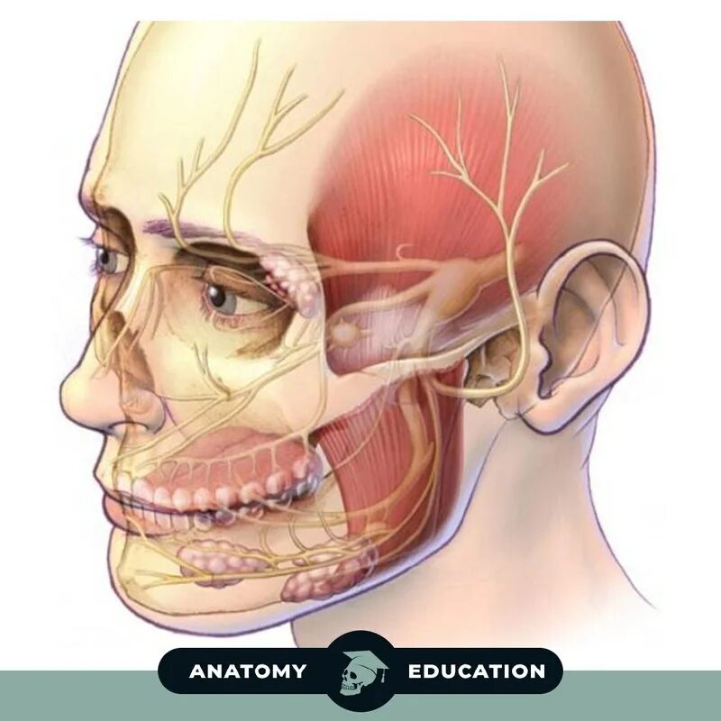 Боли на лице на скулах. Боли на лице на скулах. Прозопалгия левосторонняя прозопалгия. Боли на лице на скулах. Малярный жировой мешок.