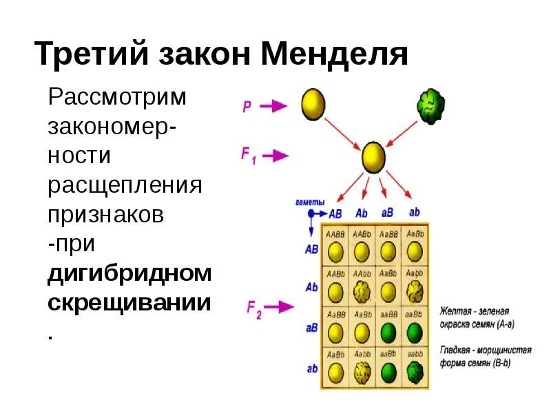 Расщепление гибридов. 3 закон генетики менделя кратко. 3 закон менделя генотип. 3 закон менделя расщепление по генотипу. генетическая схема 3 закона менделя.