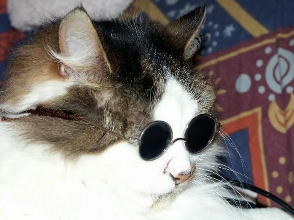 Кот ослеп. Кошка в очках. смешные коты в очках. фото кота в очках. слепой кот.
