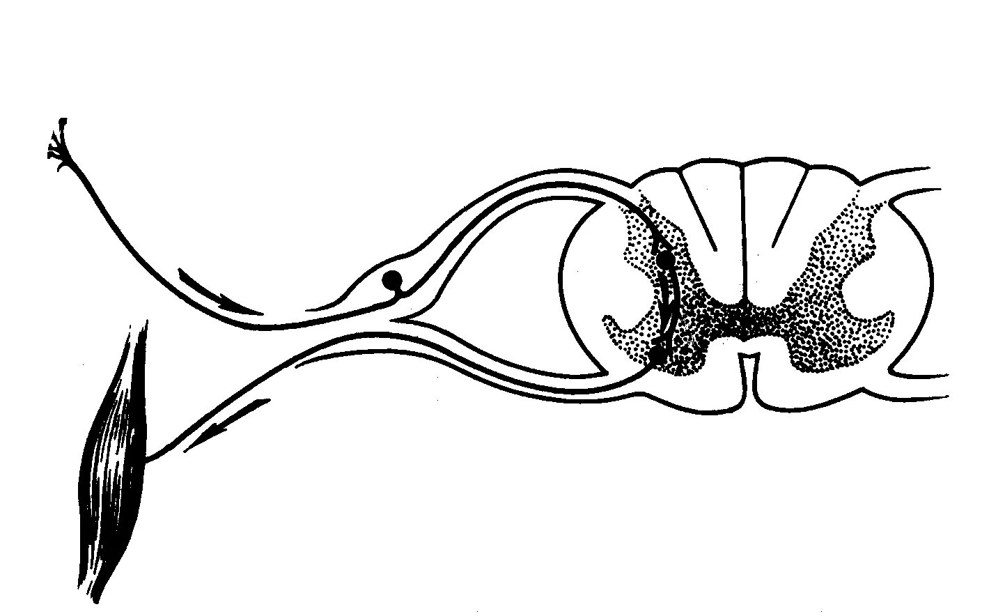 Строение рефлекторной дуги. Рефлекторная дуга схема без подписей. Строение рефлекторной дуги без подписей. Анатомические структуры рефлекторной дуги.