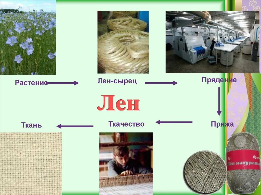 Сырье для получения ткани. Лён растение. натуральные волокна лен. сырье льняных тканей. растения для производства тканей.