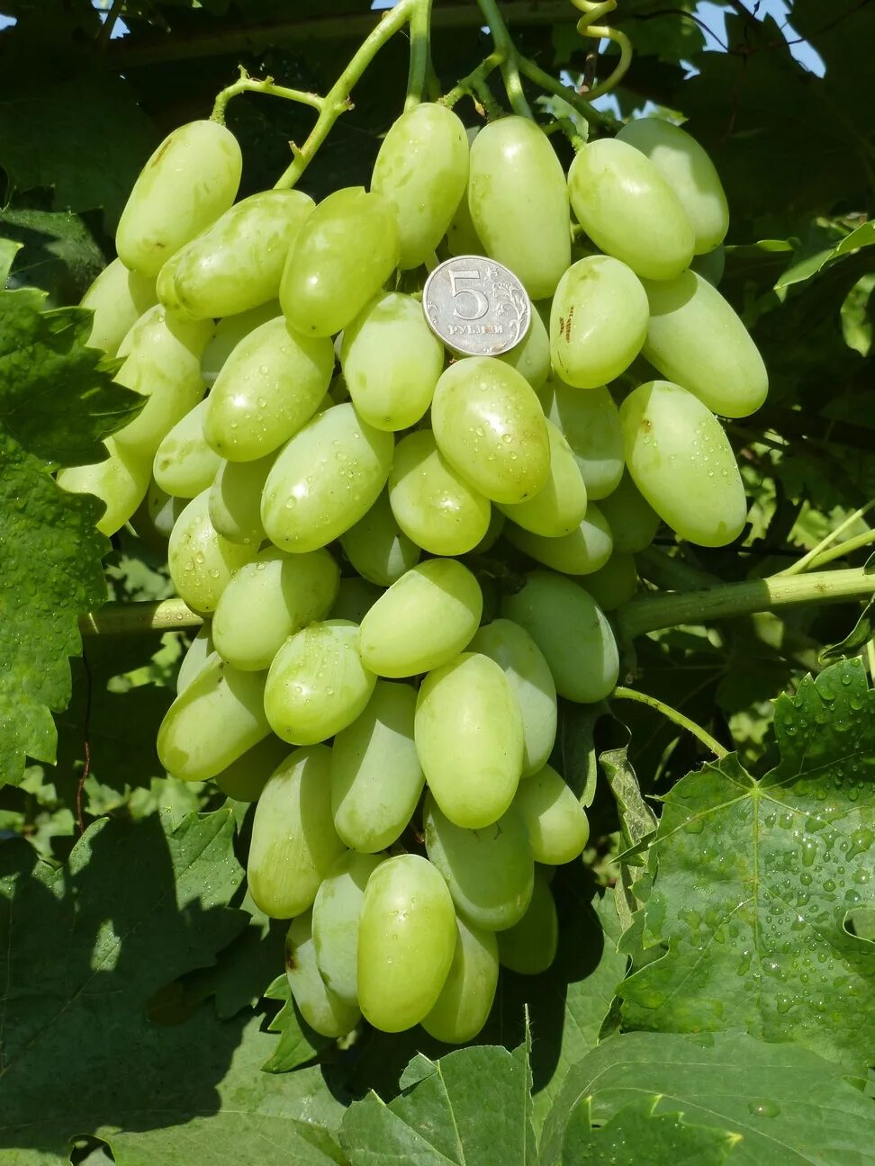 виноград викинг синий. виноград черный викинг. виноград "викинг" (зкс). виноград "викинг" (зкс). виноград викинг описание сорта.