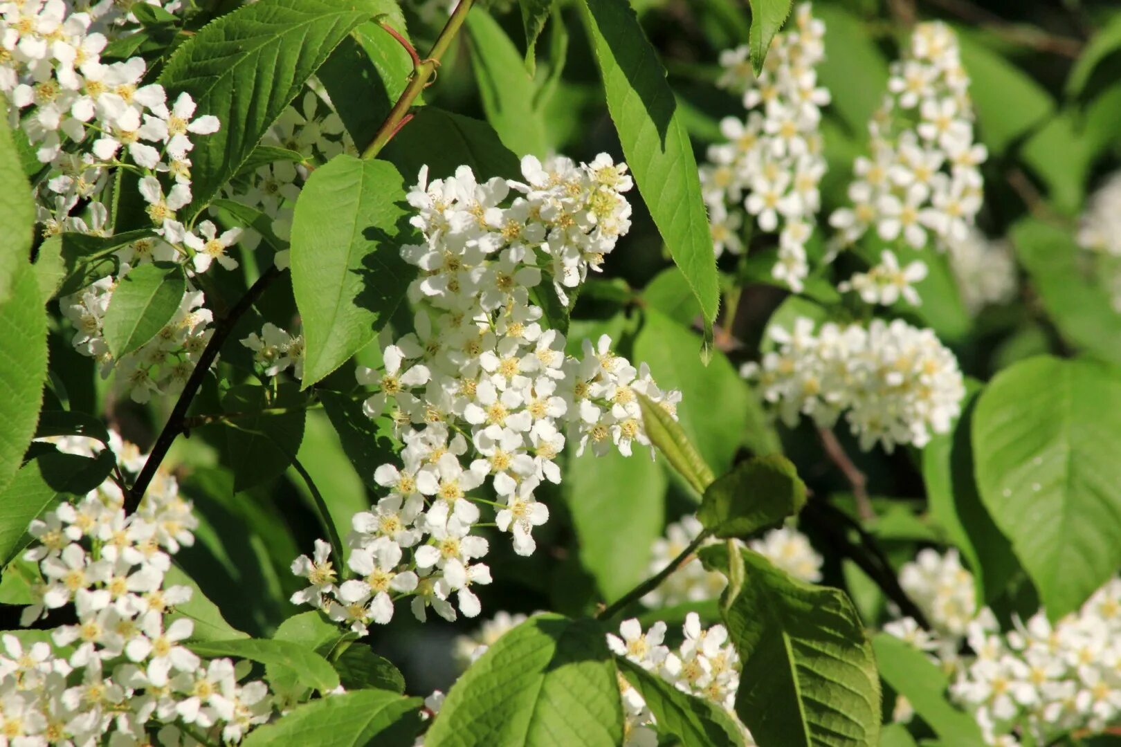 черемуха обыкновенная (prunus padus). черёмуха обыкновенная дерево. черемуха куст. черемуха обыкновенная жизненная форма. сколько раз плодоносит черемуха.