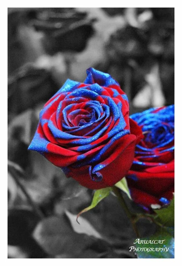 Синие красные 9. Красно синие розы. Розы голубые и красные. Голубой черный красный розы. Синия,голубая и красная роза.