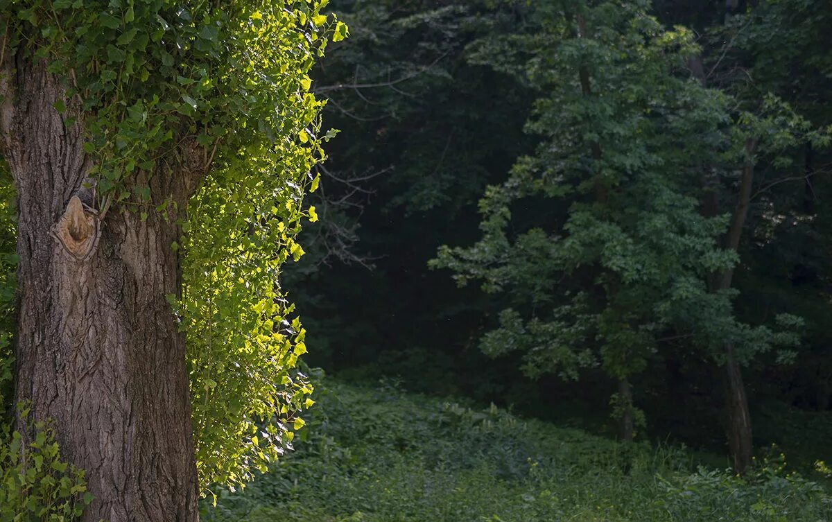 Широколиственные леса береза. Калифорнийские осиновые рощи фото. Заяц косит. Зайцы косят траву. Осина сибирская.