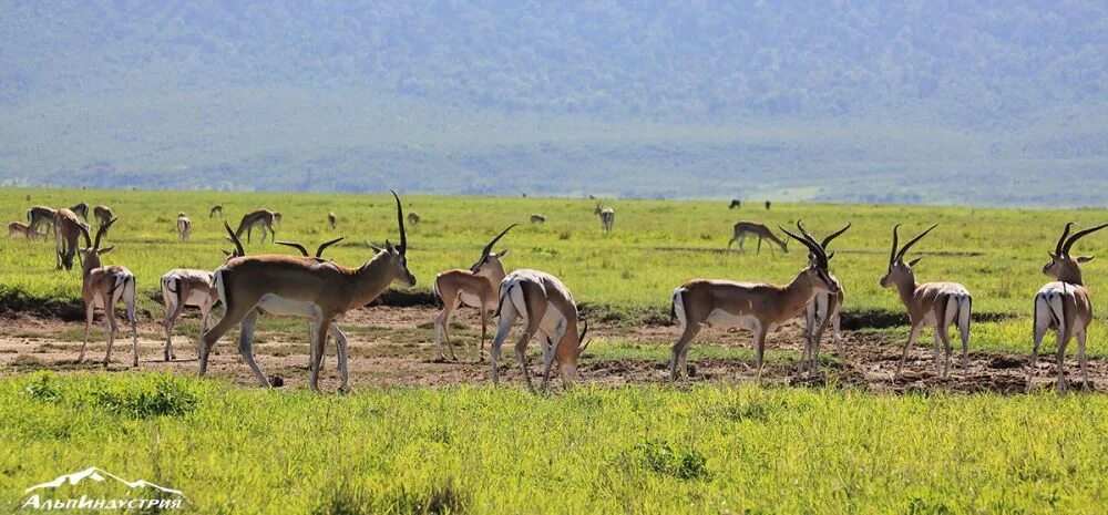 Проект национального парка танзании. Проект национальный парк в Танзании. Планы заповедника Танзании. План национального парка в Танзании. Брошюра парка в Танзании.