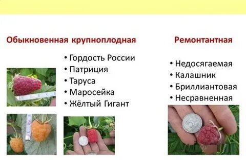 Малина по составу